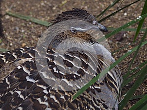 Sensational striking Malleefowl.