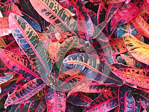 Sensational Striking Vivid Tropical Leaves.