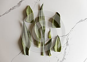 Sensaveria snakeplant leaves cuttings on a white background photo
