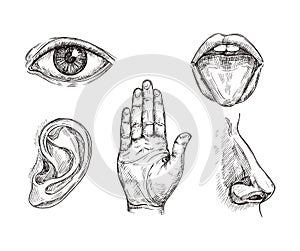 Sense organs. Hand drawn mouth and tongue, eye, nose, ear and hand palm. Engraving five senses vector illustration