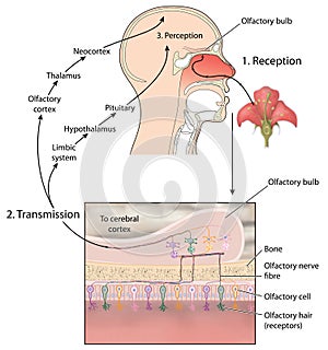 Sense of smell