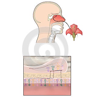 Sense of smell