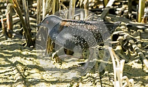 Sensitive Black Rail