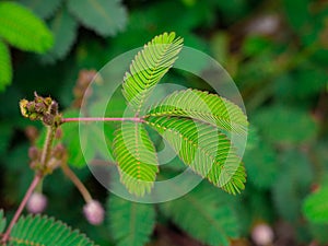 A sensitive compound leaf of Mimosa pudica - sensitive plant, shame plant