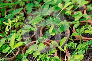 A sensitive compound leaf of Mimosa pudica - sensitive plant, shame plants in pots