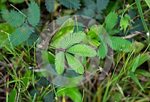 Sensitive compound leaf of Mimosa pudica - Sensitive plant, Sleeping grass, Action plant , Touch â€“ me - not