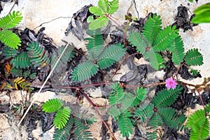 Sensitive compound leaf of Mimosa pudica - Sensitive plant, Sleeping grass, Action plant , Touch â€“ me - not