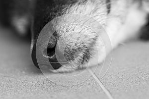 Sensitive dog nose shot in macro black and white