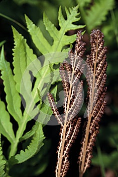 Sensitive Fern   37976