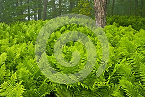 Sensitive Ferns photo