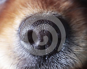 Sensitive nose of a dog