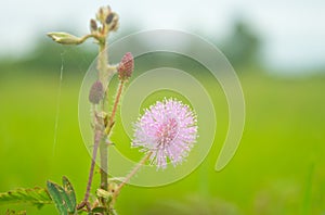 sensitive plant