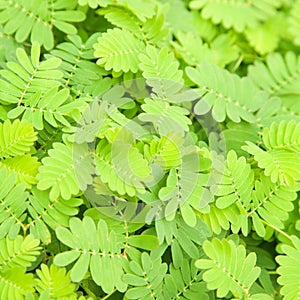 Sensitive Plant