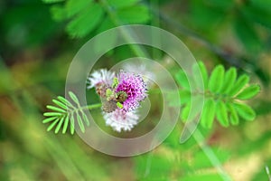 Mimosa pudica or sensitive plant purple bouquet flower blooming