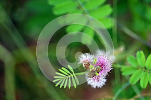 Mimosa pudica or sensitive plant purple bouquet flower blooming