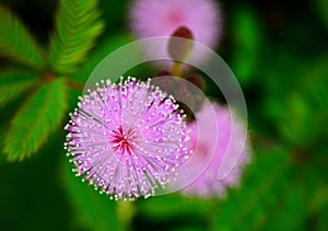 Sensitive plant flower