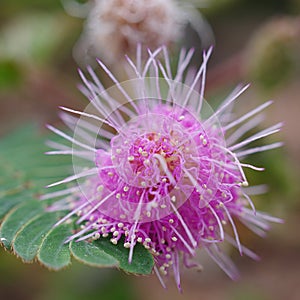 Sensitive plant flower, Mimosa pudica