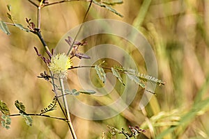 Sensitive plant flower