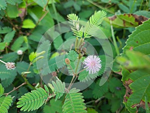 sensitive plant flower in the wild, mimosa pudica plant in India, Green leaf plant, pink color mimosa pudica flower in the forest.