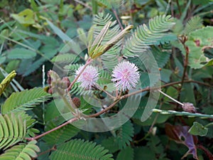 sensitive plant flower in the wild, mimosa pudica plant in India, Green leaf plant, pink color mimosa pudica flower in the forest.