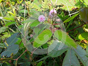 sensitive plant flower in the wild, mimosa pudica plant in India, Green leaf plant, pink color mimosa pudica flower in the forest.