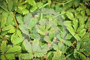 Sensitive plant grass , Mimosa pudica Shameplant