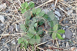 Sensitive plant and leaf closed while touching on dirt ground