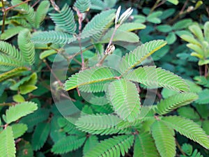 sensitive plant leaf in the wild, mimosa pudica plant in India, Green leaf plant.