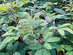 sensitive plant leaf in the wild, mimosa pudica plant in India, Green leaf plant.