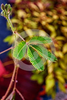 Sensitive Plant Leaves