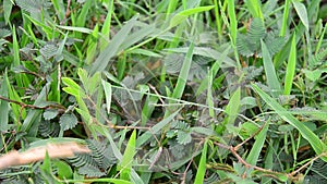 Sensitive plant or mimosa plant