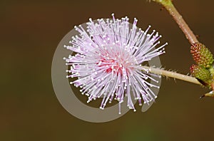 Sensitive plant Mimosa pucida Sleeping Grass Mimosaceae