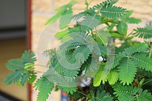 Sensitive plant or mimosa pudica