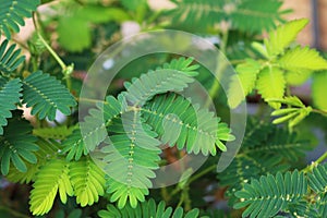 Sensitive plant mimosa pudica