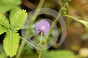 Sensitive plant Mimosa pudica