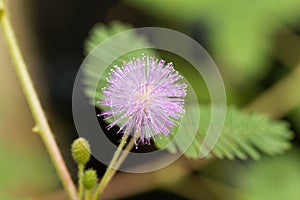 Sensitive plant Mimosa pudica