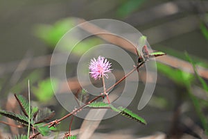 Sensitive plant, Mimosa pudica flower sleepy