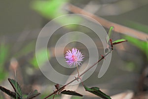 Sensitive plant, Mimosa pudica flower sleepy