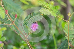 Sensitive plant, Mimosa pudica