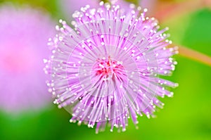 Sensitive plant - Mimosa pudica in green nature