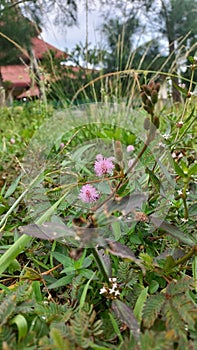 Sensitive plant Mimosa pudica linn