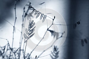 Sensitive plant or mimosa pudica plant on white background.