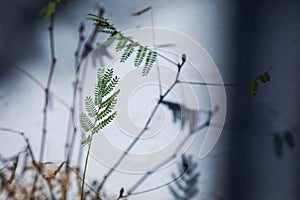 Sensitive plant or mimosa pudica plant on white background.