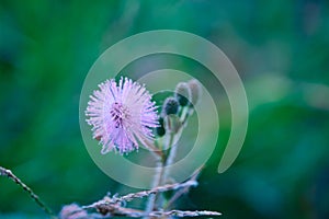 Sensitive plant Mimosa pudica, Sleepy plant, Action plant, Dormilones