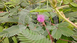 Sensitive plant pink flower and green leaves nature organic
