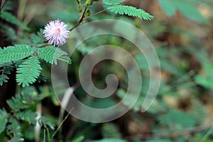 Sensitive Plant pink Mimosa flower in summer