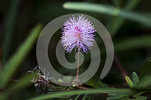 Sensitive plant, Shame plant, Mimosa pudica photo