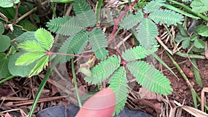 Sensitive plant, sleepy plant