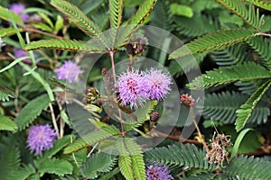 Sensitive plant or sleepy plant flowers, Mimosa pudica, on garden, Rio