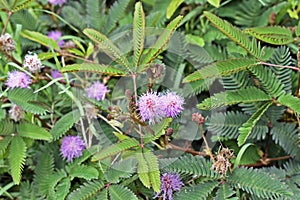 Sensitive plant or sleepy plant flowers, Mimosa pudica, on garden, Rio